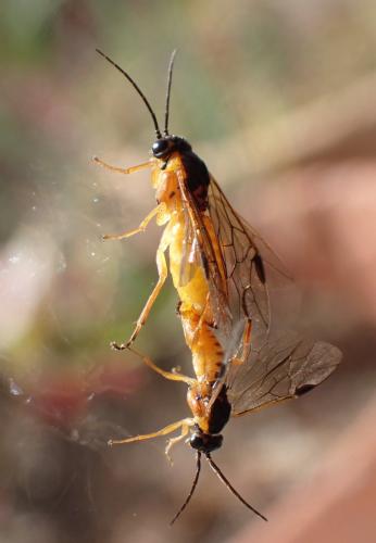 Réf. 292 872 : Euura melanocephala